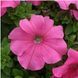 Петунiя Prism F1 Pink pro-PrismPink-1000dr фото 2