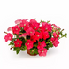 Петуния FlashForward F1 Coral pro-petflaf1cor-1000 фото 2