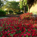 Петунія Tidal Wave F1 Red Velour pro-pettidwavf1redvel-100 фото 1