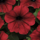 Петунія Tidal Wave F1 Red Velour pro-pettidwavf1redvel-100 фото 3