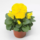 Вiола Colossus F1 Pure Golden Yellow ColossusPGYellow фото 3