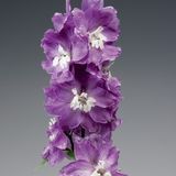 Дельфініум Excalibur Lilac Rose White Bee pro-delexclilroswhibee-1000 фото