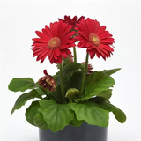 Гербера Colorbloom Deep Rose with Light Eye pro-gercoldeeroswitligeye-100 фото