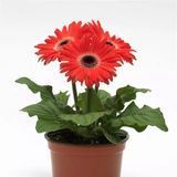 Гербера ColorBloom Watermelon with Dark Eye  pro-ColorBloomWatermelonDarkEye-100 фото
