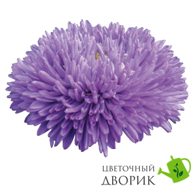 Астра Gala Blue GalaBlue фото
