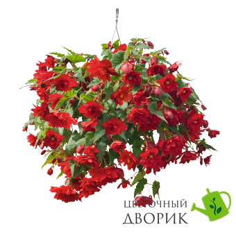 Бегония Illumination F1 Scarlet pro-begillf1sca-500 фото