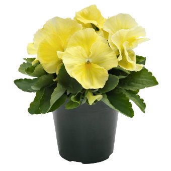 Вiола Inspire Plus F1 Lemon pro-InspirePlusLemon-500 фото