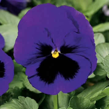 Вiола Colossus F1 Deep Blue with Blotch  impr pro-ColossusDBluewBl-1000 фото