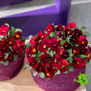 Виола Penny Pro Red  pro-PennyProRed-1000 фото