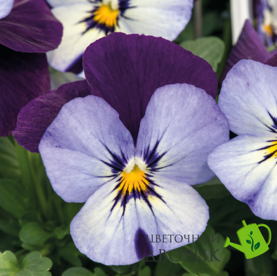 Віола рогата Admire F1 Neon Purple Wing pro-AdmireNeonPurW-1000 фото