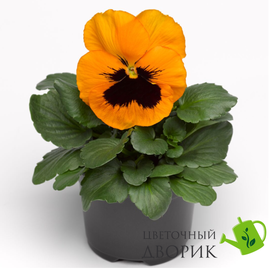 Виола Fino Orange with Blotch  pro-viofinyelwitblo-1000 фото