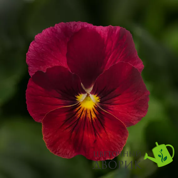 Виола Penny Pro Red  pro-PennyProRed-1000 фото