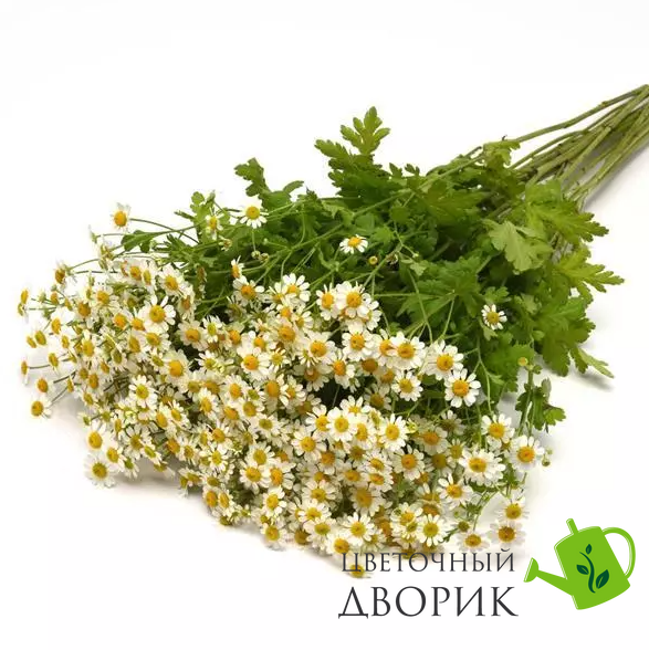 Ромашка Vegmo Single VegmoSingle-10 фото
