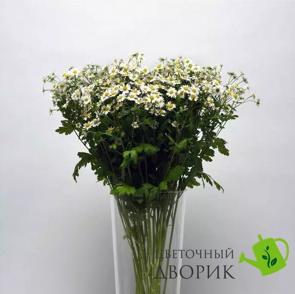 Ромашка Vegmo Single VegmoSingle-10 фото
