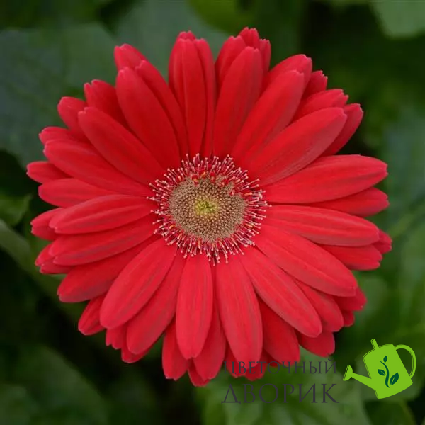 Гербера Colorbloom Deep Rose with Light Eye pro-gercoldeeroswitligeye-100 фото