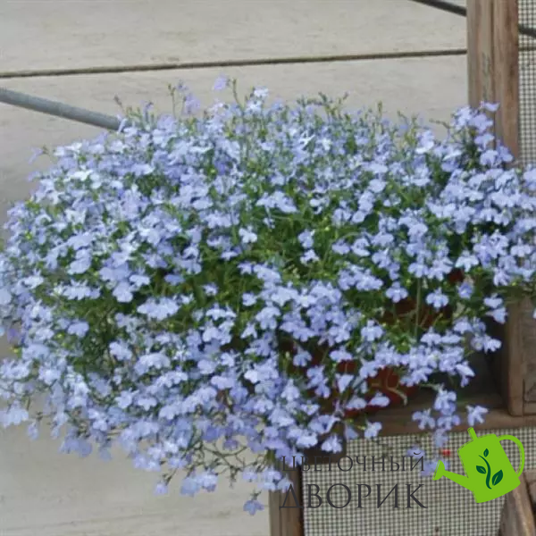 Лобелия Regatta Sky Blue RegattaSkyBlue фото