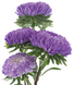 Астра Gala Blue GalaBlue фото 2