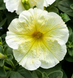 Петуния Prism F1 Sunshine pro-PrismSunshine-1000dr фото 2