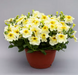 Петуния Prism F1 Sunshine pro-PrismSunshine-1000dr фото 1