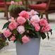 Бегония AmeriHybrid F1 Ruffled Pink AmerihybridRuffledPink-5 фото 1
