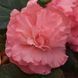 Бегония AmeriHybrid F1 Ruffled Pink AmerihybridRuffledPink-5 фото 2
