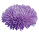 Астра Gala Blue GalaBlue фото 3