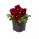 Виола Penny Pro Red  pro-PennyProRed-1000 фото 1