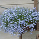 Лобелия Regatta Sky Blue RegattaSkyBlue фото 2