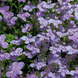 Лобелия Palace Lilac pro-lobpallil-1000 фото 1