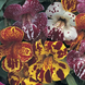 Мимулюс Magic F1 Blotch Mix pro-MagicBlotchMix-1000dr фото 1