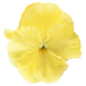 Вiола Inspire Plus F1 Lemon pro-InspirePlusLemon-500 фото 1