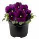 Вiола рогата Penny Pro F1 Violet  pro-PennyViolet-1000 фото 1