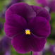 Вiола рогата Penny Pro F1 Violet  pro-PennyViolet-1000 фото 2