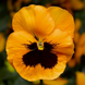 Виола Fino Orange with Blotch  pro-viofinyelwitblo-1000 фото 1