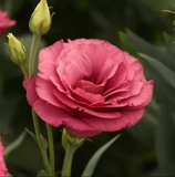Эустома ABC F1 2 Rose pro-ABC2Rose-100 фото