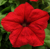 Петунія Eagle F1 Red EagleRed фото