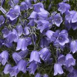 Дзвоник Swinging Bells Blue pro-kolswibelblu-1000 фото