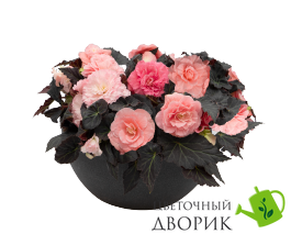 Бегония Nonstop Mocca F1 Light Pink Shades NonstopMoccaLightPinkSh фото