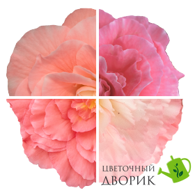 Бегония Nonstop Mocca F1 Light Pink Shades NonstopMoccaLightPinkSh фото
