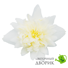 Бегония Funky F1 White pro-begfunf1whi-500 фото