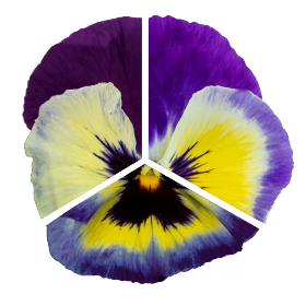 Віола Inspire Plus Blueberry Lemon  pro-InspirePlusBlLemon-500 фото