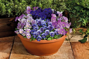 Рогата віола: квітковий килимок у вашому саду фото