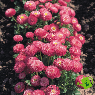 Маргаритка Roggli Rose pro-marrogros-1000 фото