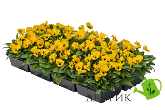 Віола рогатая Admire F1 Yellow Blotch  pro-viorogadmf1ybloimp-1000 фото