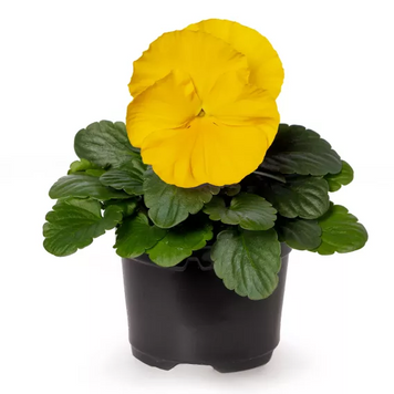 Виола Delta Pro F1 Clear Yellow DeltaProYellowwithRedWing фото