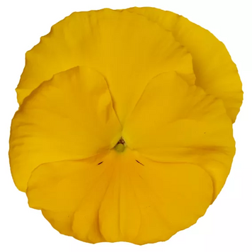 Вiола Delta Pro F1 Clear Yellow DeltaProYellowwithRedWing фото