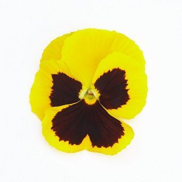 Виола Inspire Plus F1 Yellow Blotch  pro-InspirePlusYellowB-500 фото