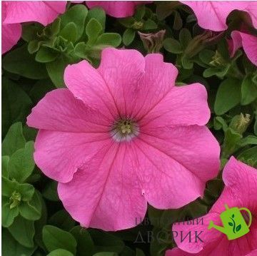 Петуния Prism F1 Pink pro-PrismF1Pink-1000seed фото