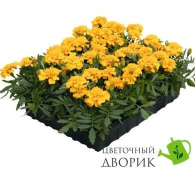 Тагетес Super Hero Gold  pro-tagsuphergolnew-1000 фото