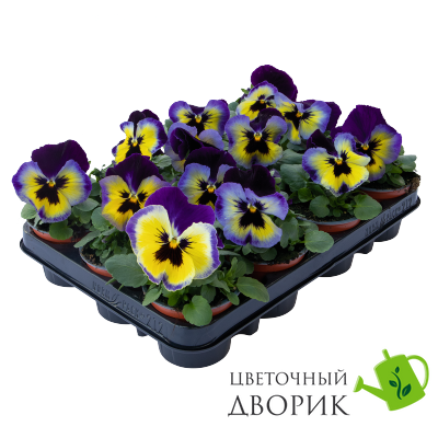 Виола Inspire Plus Blueberry Lemon  pro-InspirePlusBlLemon-500 фото
